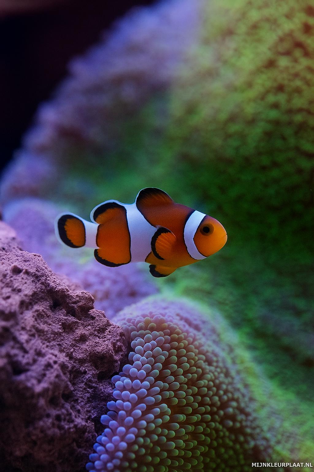 Plantilla de Coloreado Gratis de Animales Marinos - Variante 4 Plantilla de Coloreado para Niños