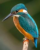 Feuille de coloriage pour enfants