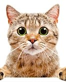 Cats coloring page for children