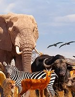 Dieren coloring page for children