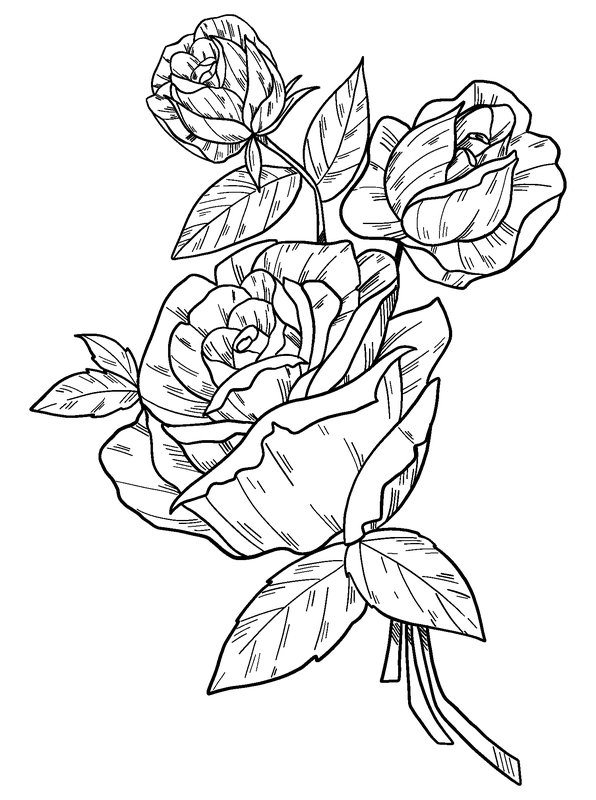 Drie Rozen Blaadjes coloring page for children
