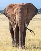 Plantilla para colorear para niños