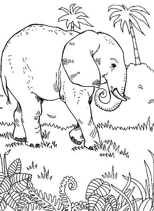 Elephant Marchant Dans La Foret coloring page for children