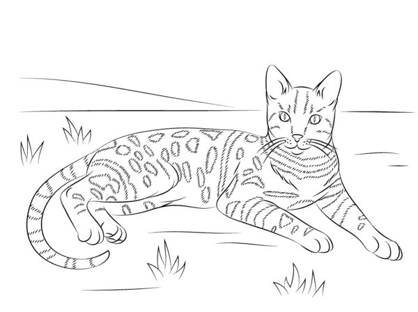 Gato Tigre Mentiroso coloring page for children