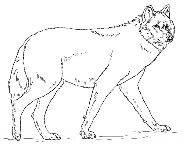 Gran Lobo Andante coloring page for children