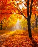 Herbst coloring page for children