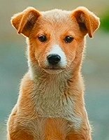 Honden coloring page for children