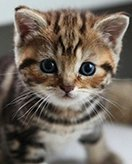 Kittens coloring page for children