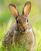 Feuille de coloriage Lapins