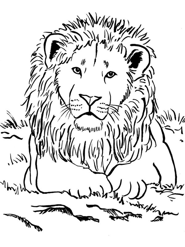 Leon Tumbado En La Hierba coloring page for children