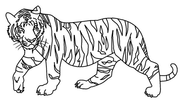 Lopende Tijger coloring page for children