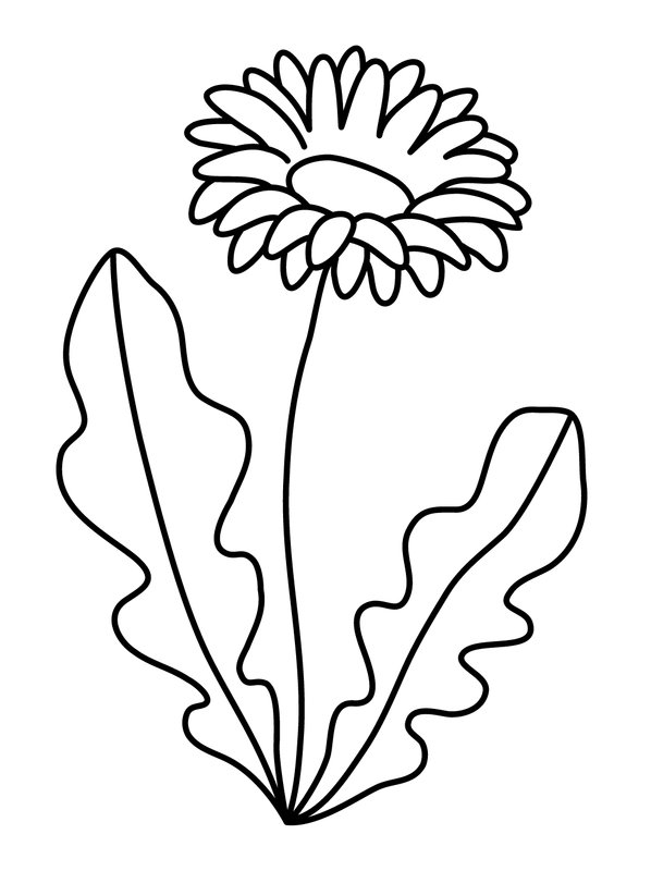 Marguerite De Printemps coloring page for children