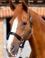 Plantilla para colorear para niños