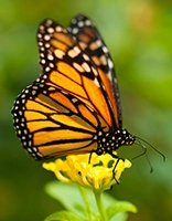 Papillons coloring page for children