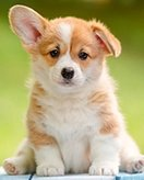 Perritos kleurplaten voorbeeld