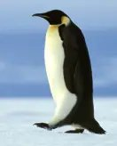 Pinguin-Malvorlage