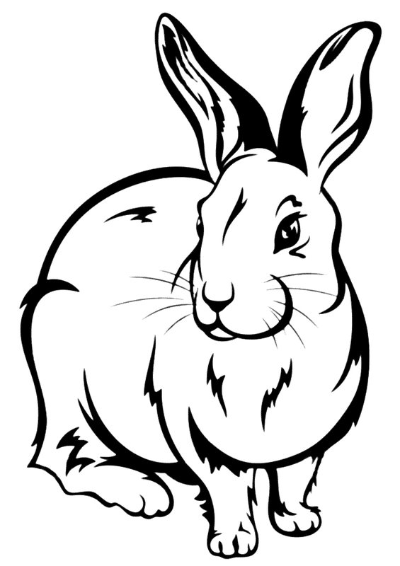 Realistic Bunny coloring page for children