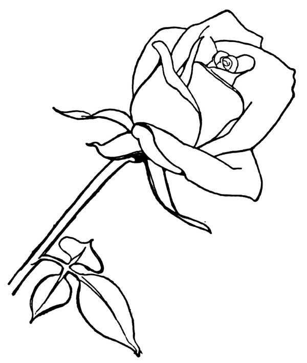 Rose Longue coloring page for children