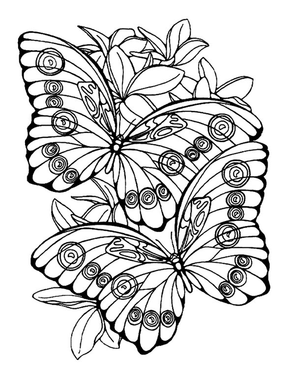 Feuille de coloriage Couple de Papillons