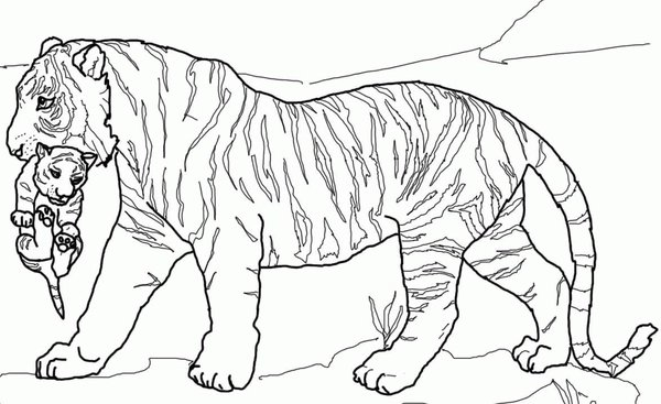 Tiger Carrying Baby coloring page for children