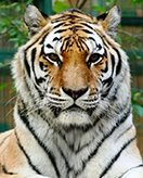 Tigers coloring page for children