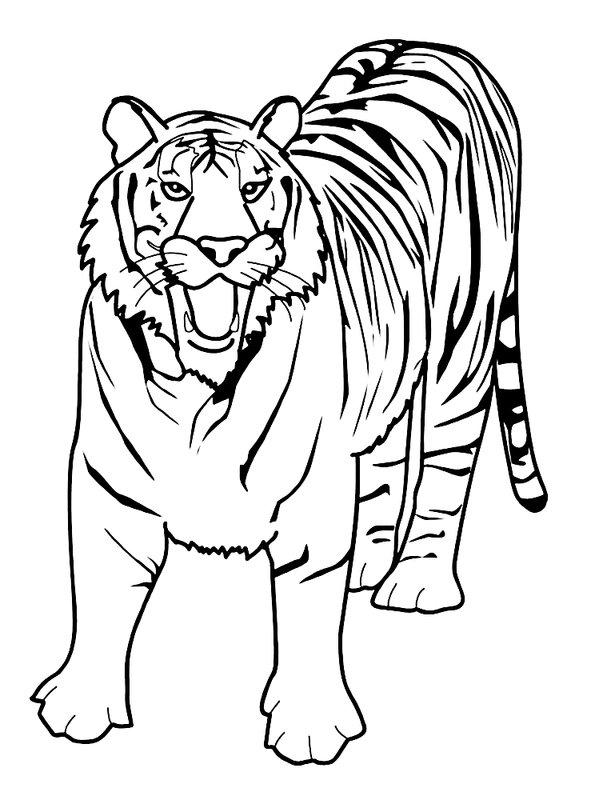 Tigre De Pie coloring page for children