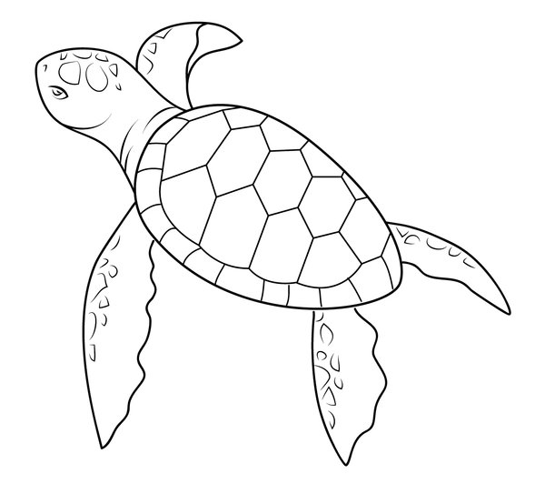 Tortue nageuse simple coloring page for children