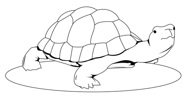 Tortue regardant vers le haut coloring page for children