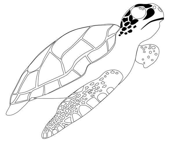 Tortuga Marina Nadando Hacia Arriba coloring page for children