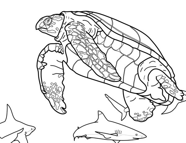 Tortuga Nadando Con Tiburones coloring page for children