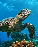 Please provide the Dutch text.