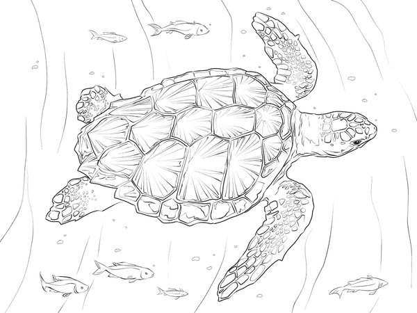 Turtle Swimming Fish coloring page for children