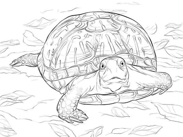 Turtle Walking Forward Detailed coloring page for children