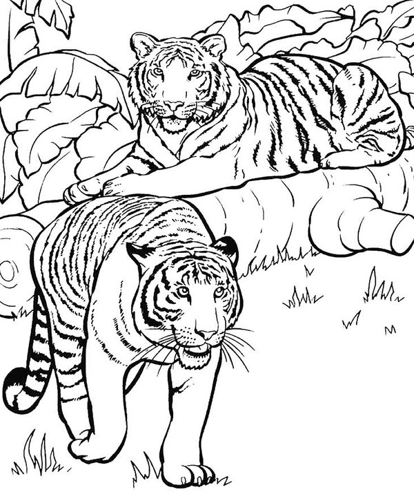 Two Tigers coloring page for children