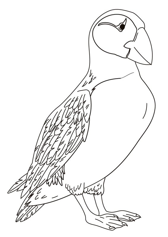 Vogels Papegaaiduiker coloring page for children