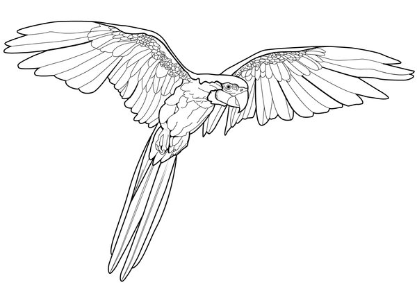 Vogels Vliegende Papegaai coloring page for children