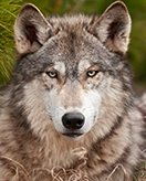 Wolfe coloring page for children