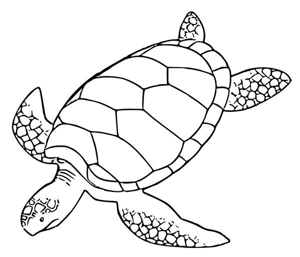 Zwemmende Schildpad coloring page for children