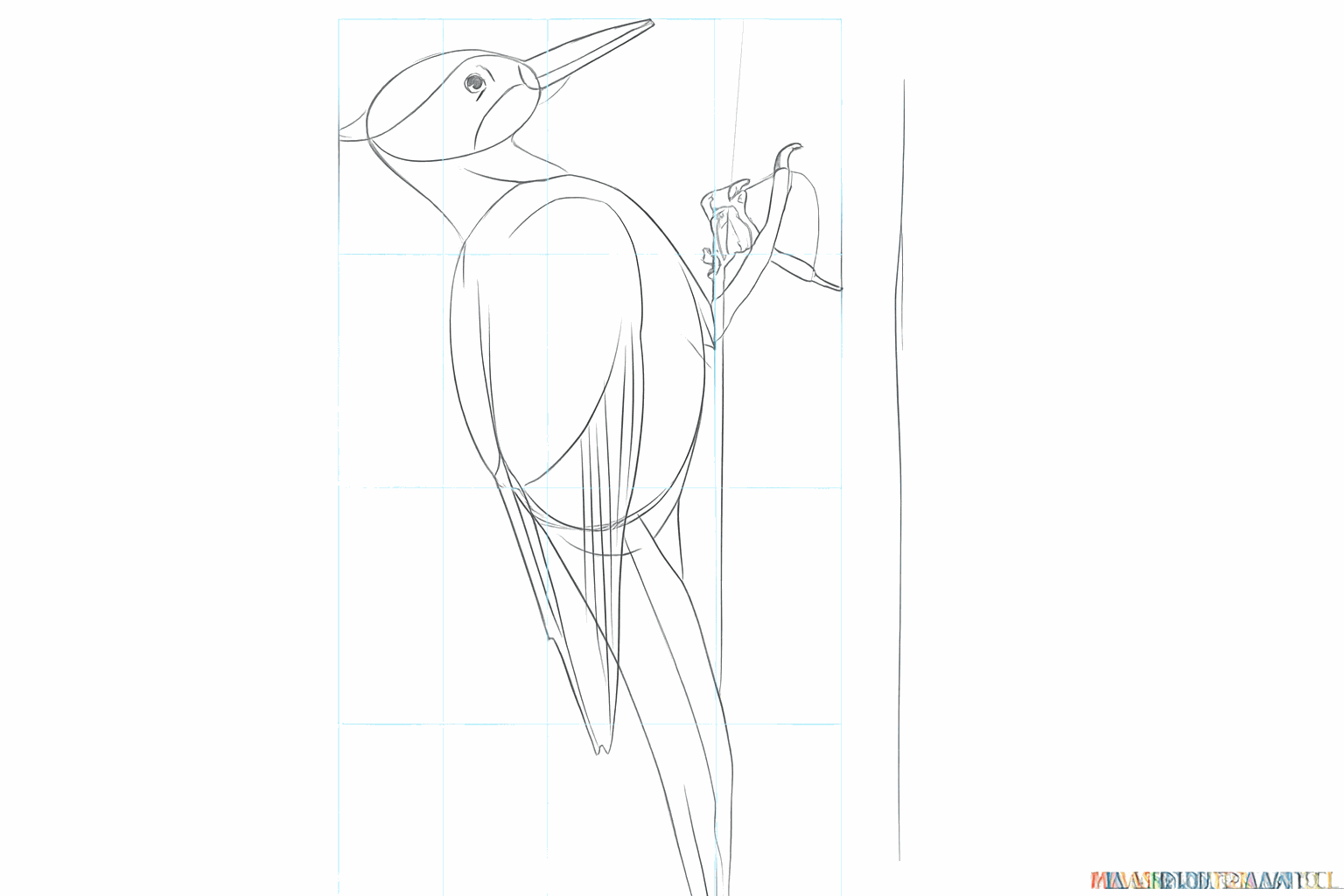 Detail van de pootjes en klauwen van de specht op de stam.