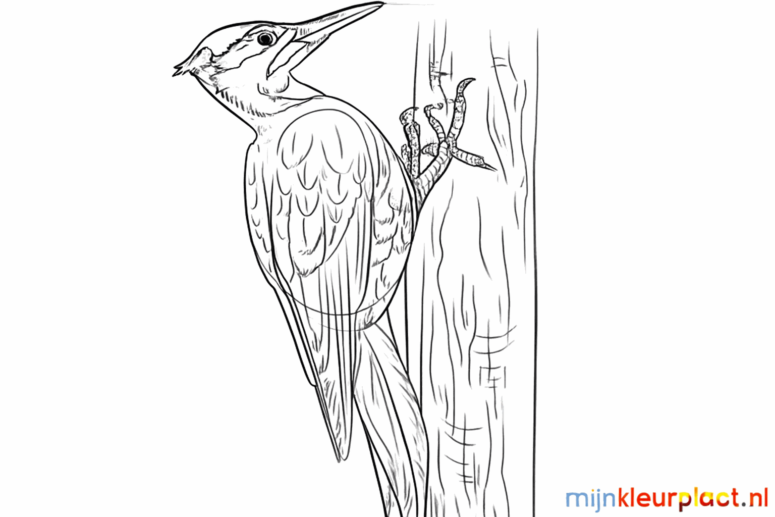 Details van veren op de vleugels en structuur op de boomstam.