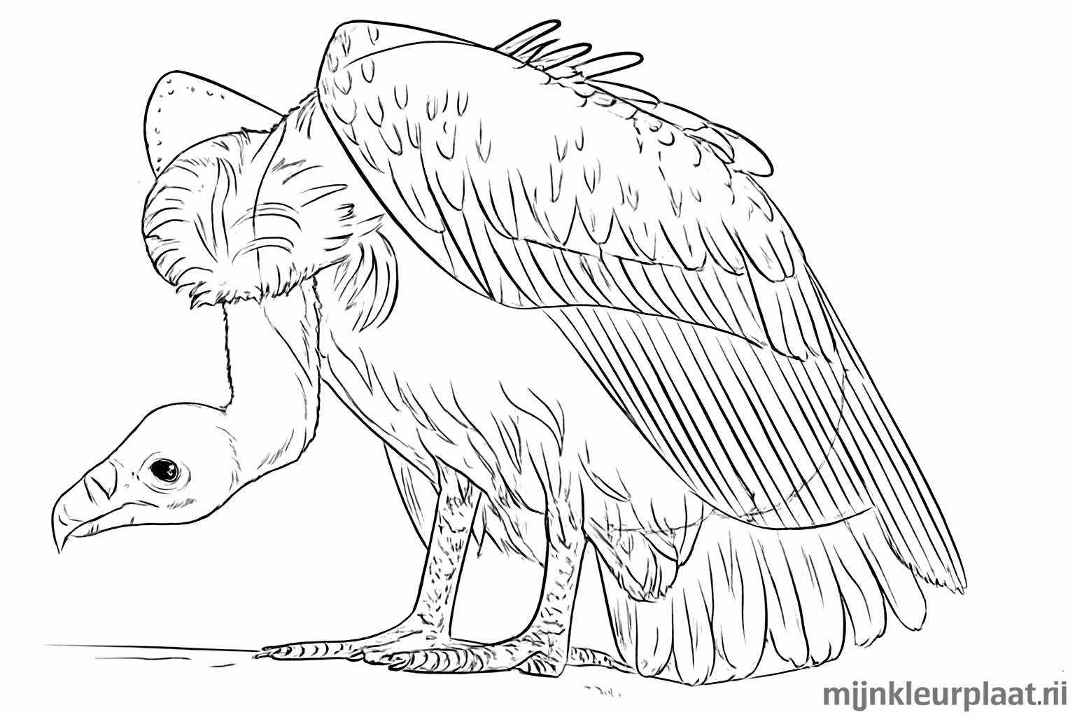 Details van de veren op het lijf en de scherpe nagels aan de poten.