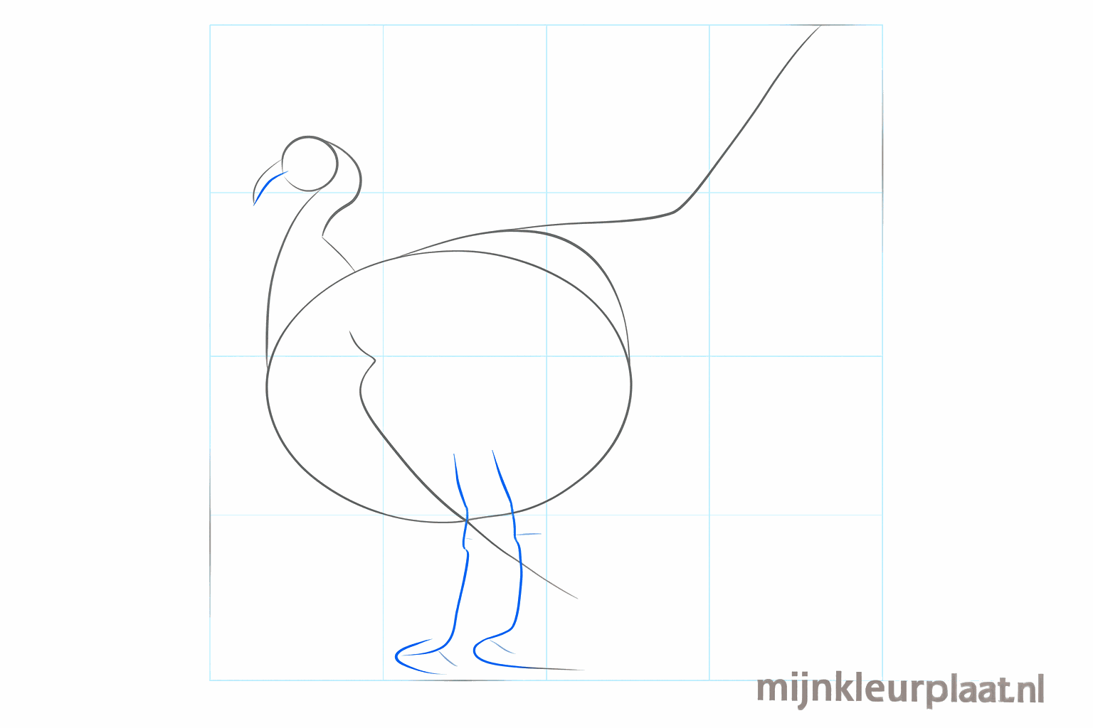 Hulplijnen voor de grote staartwaaier en de vleugel van de kalkoen.
