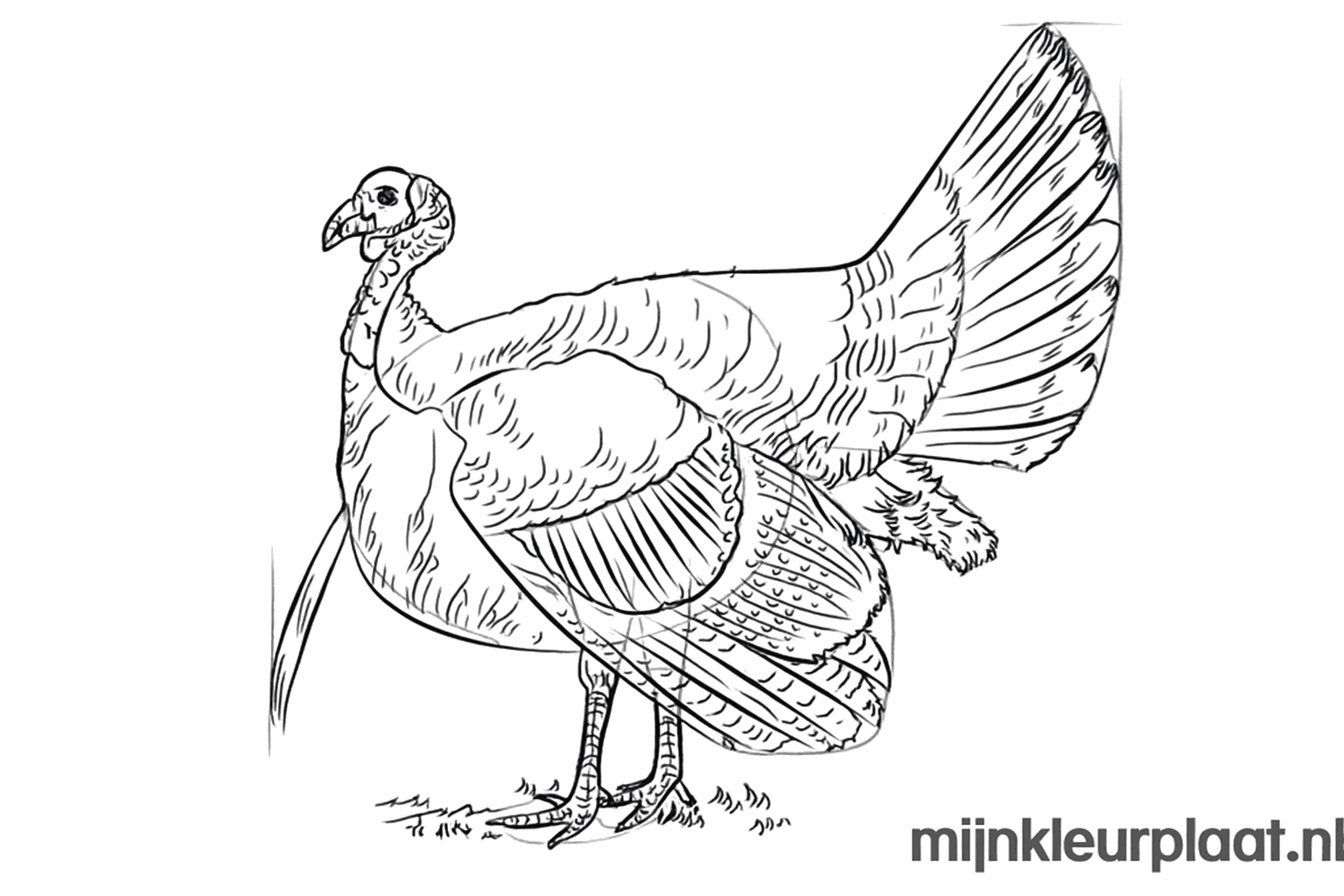 Gedetailleerde veren in de staartwaaier en op de vleugel.