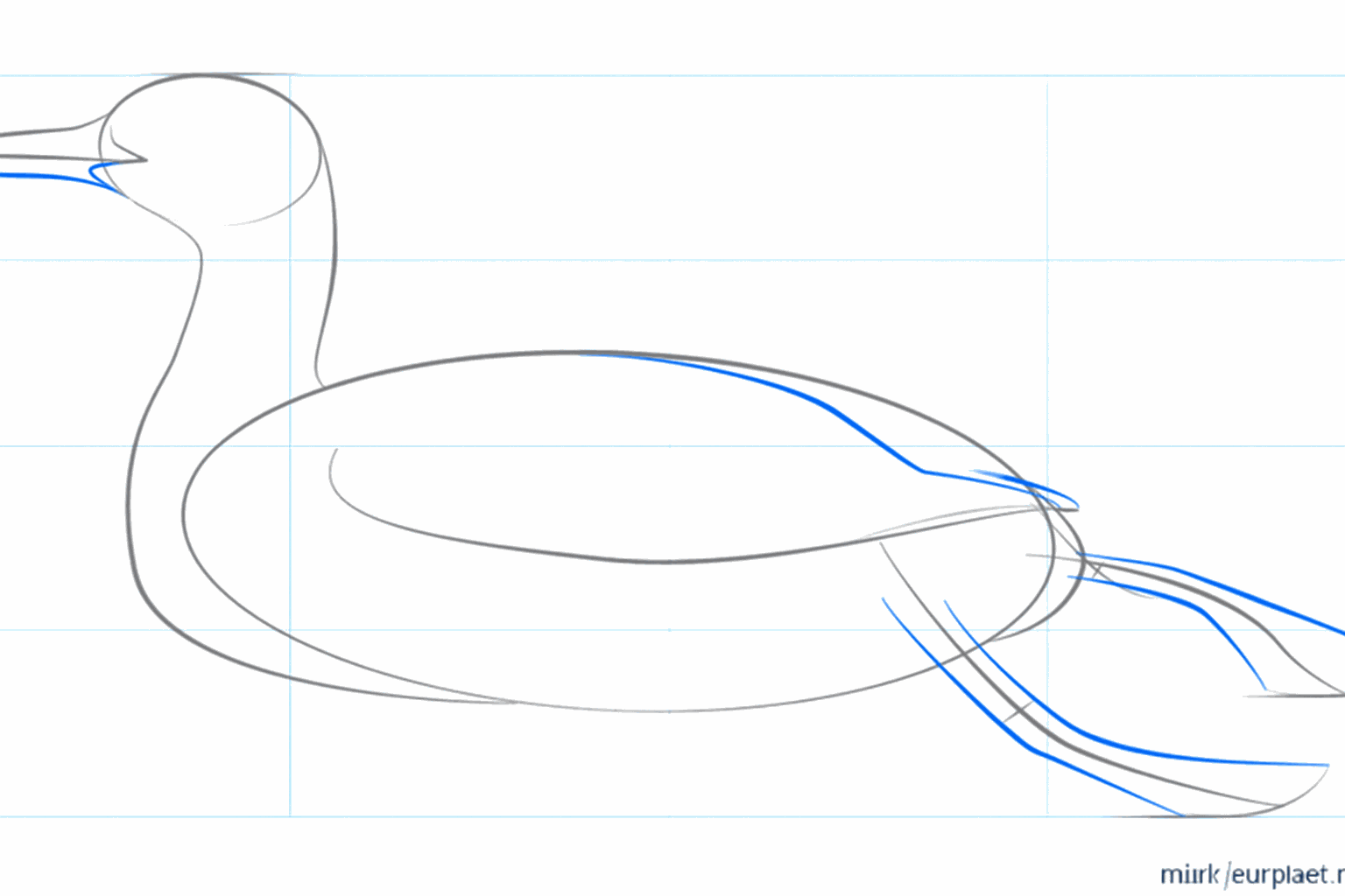 Schets van de vleugel op het lichaam en de vorm van de snavel.