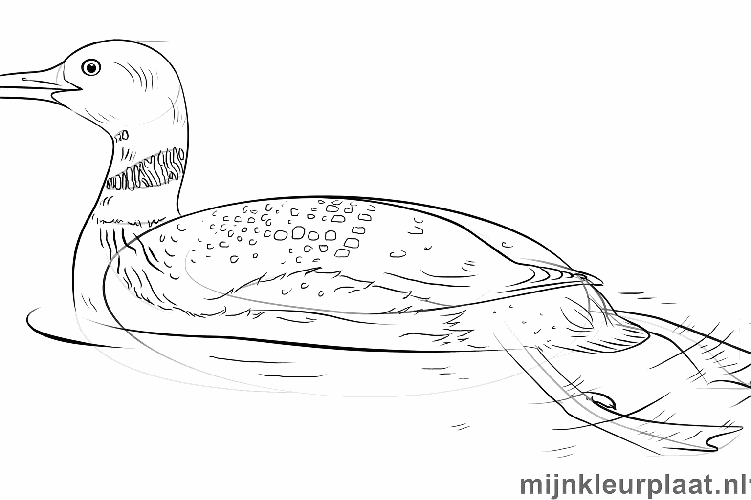 Gedetailleerd patroon van veren en stippen op de rug van de vogel.