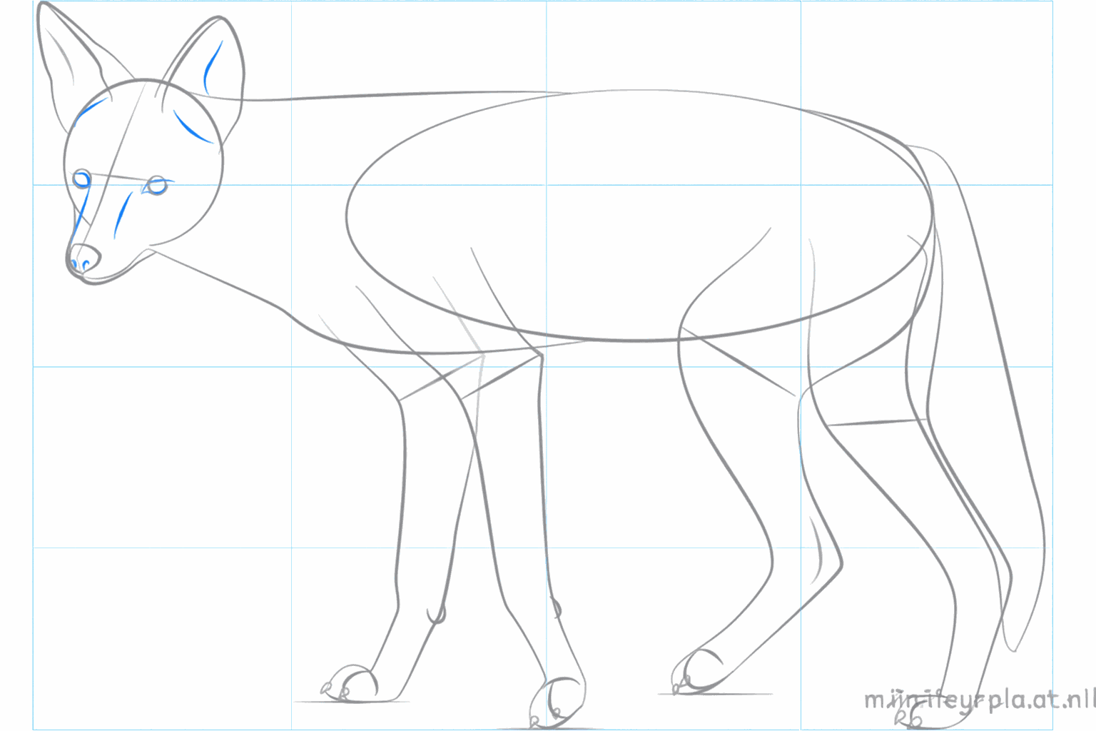 Details van de pootjes en de binnenkant van de grote oren.