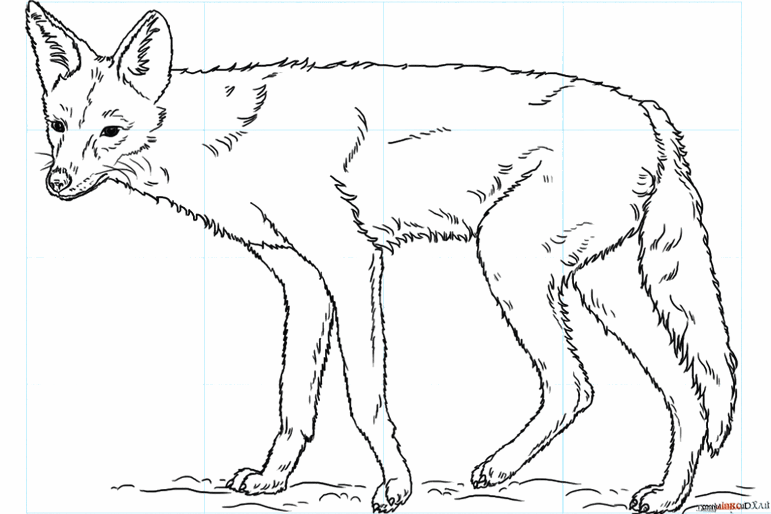 Een jakhals tekenen in 8 stappen