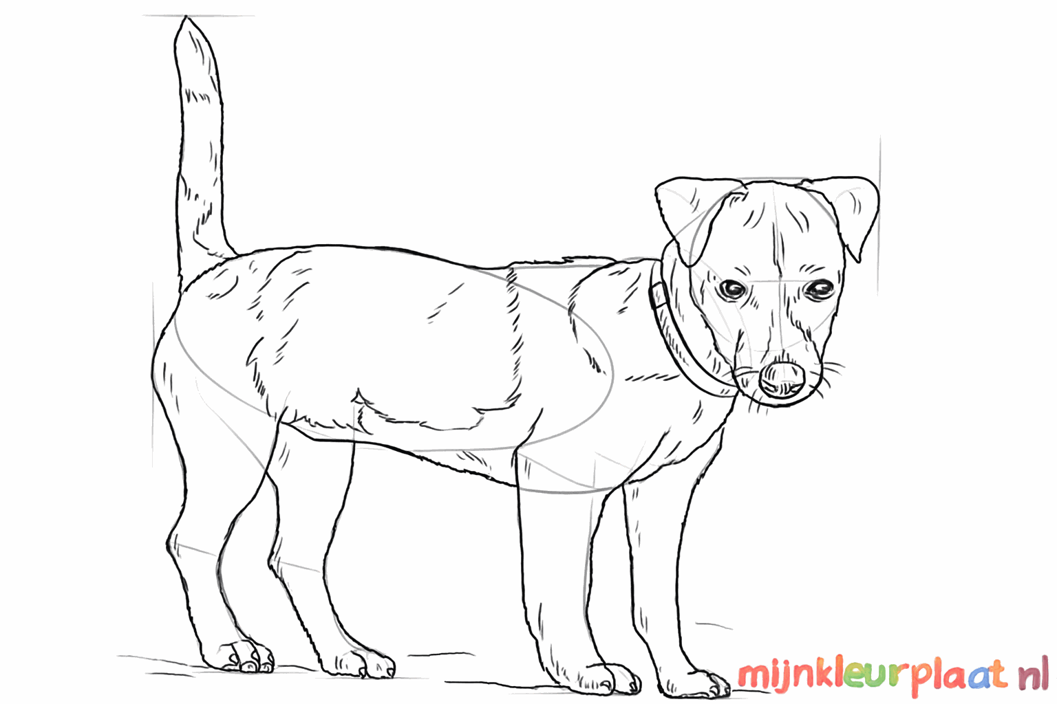 De contouren van de hond worden duidelijker met extra details.