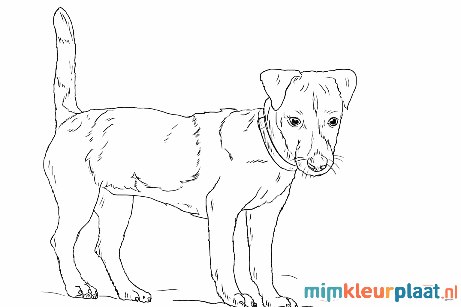 De voltooide tekening van een Jack Russell op een ondergrond.