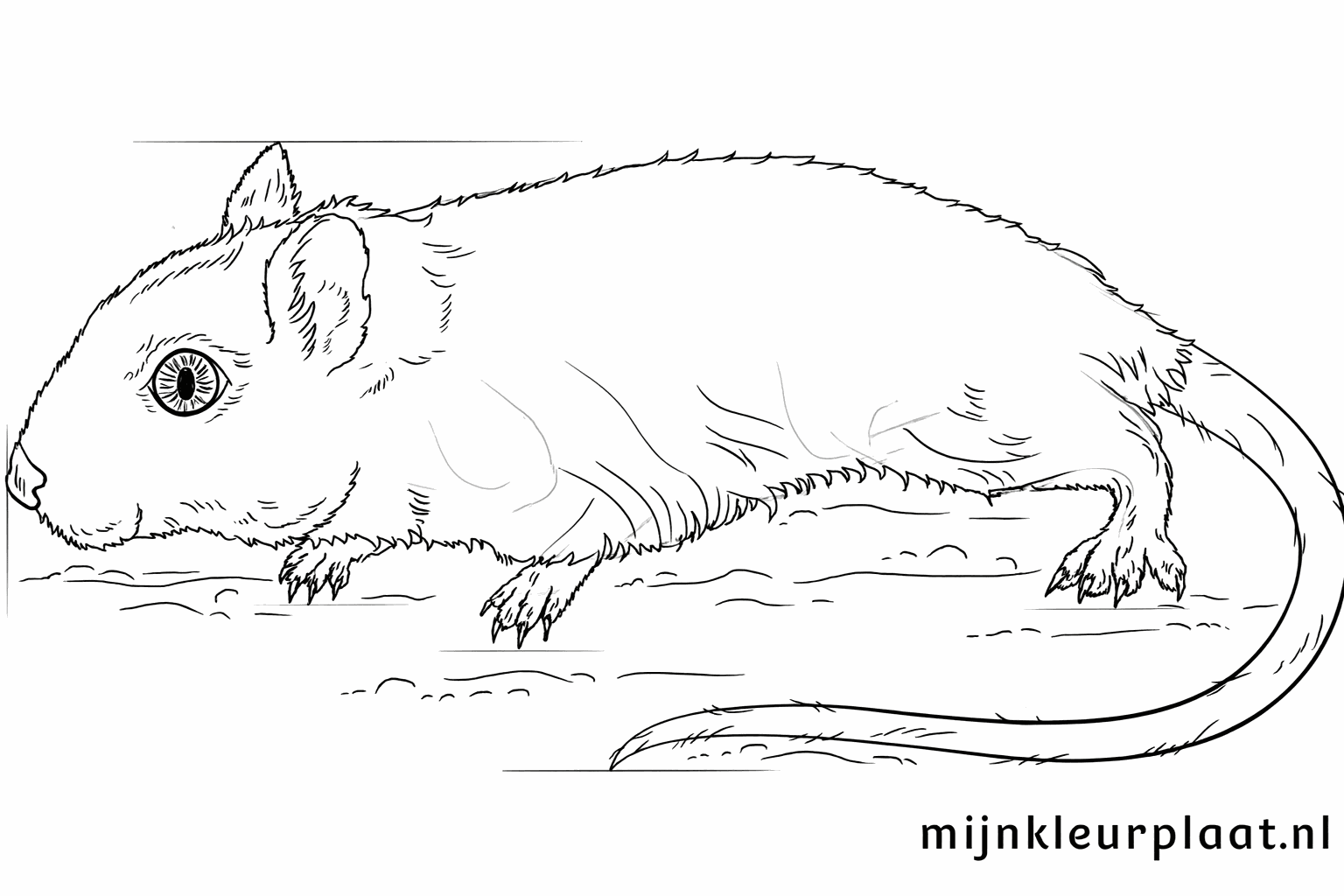 Details zoals nageltjes en vachtstructuur op de gerbil.